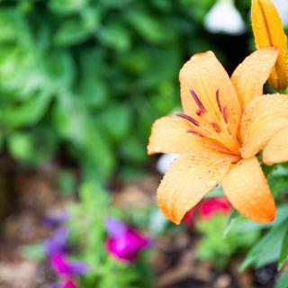 A vibrant orange lily blooming in a lush garden setting.