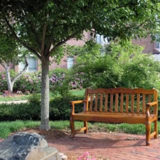 A peaceful garden scene with a wooden bench under a tree.
