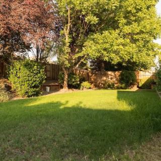 A sunny garden with lush green grass and various trees.