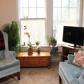 A cozy living room with blue armchairs, a television, and various plants by the window.