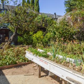 A lush vegetable garden with raised beds, surrounded by greenery.
