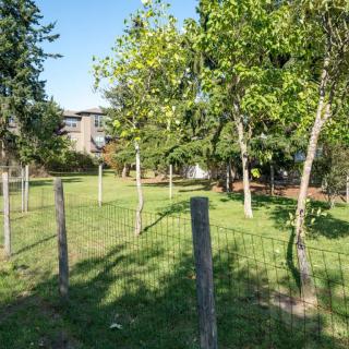 A sunny outdoor area with a fence and several trees.