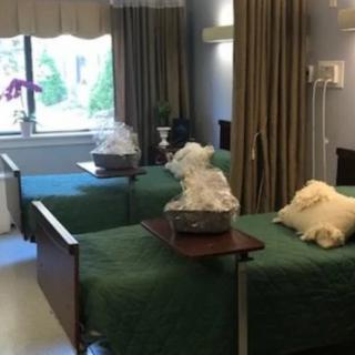 A hospital room with two beds, green covers, and a view of the window with light filtering in.
