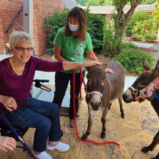 Elderly individuals enjoy a session of outdoor animal therapy with donkeys.