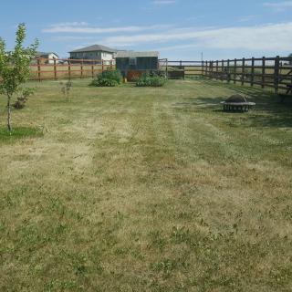 A spacious backyard with a mowed lawn, fenced perimeter, and small shed in the distance.