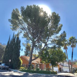 A large tree is illuminated by sunlight in front of a suburban house on a clear day.