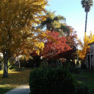 A vibrant autumn scene showcasing the beauty of colorful foliage in a serene outdoor setting.