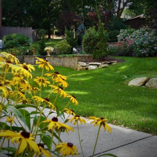 A serene garden with vibrant yellow flowers and lush green grass.