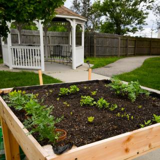 A raised garden bed with young plants in an outdoor setting near a gazebo.