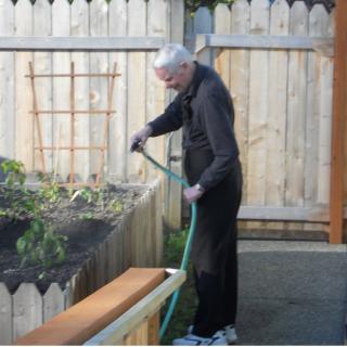 An elderly person watering plants in the backyard with a garden hose.