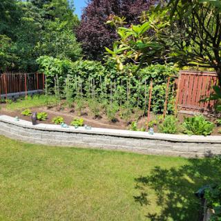 A sunny garden featuring a well-organized vegetable patch surrounded by lush greenery.
