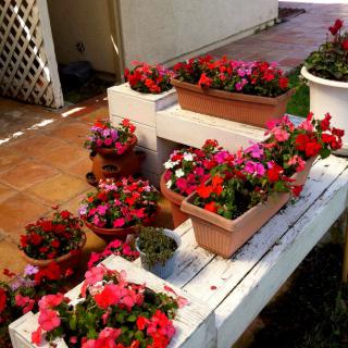 A variety of colorful potted flowers arranged on a white wooden stand in a garden patio.
