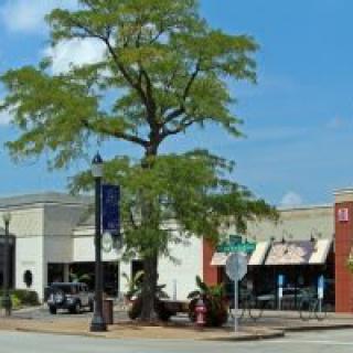 A tree at a street intersection surrounded by shops in a small town setting.