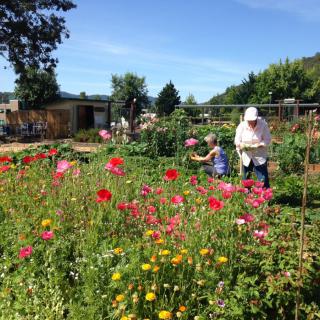People tending to a vibrant community garden on a sunny day.