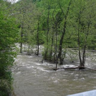 Flooded area with trees partially submerged in water.
