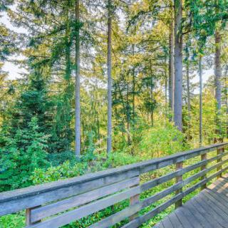 A scenic view of a forest with tall trees and a wooden boardwalk in the sunlight.