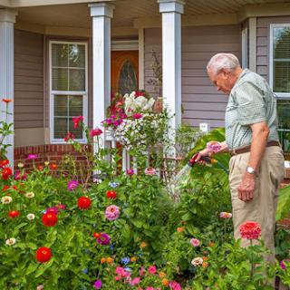 A senior man watering vibrant flowers in a beautifully landscaped garden outside his home.