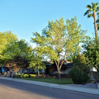 A peaceful suburban street lined with lush trees and well-maintained homes.