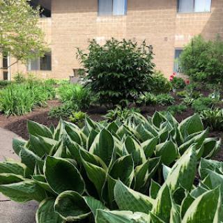 A lush garden featuring vibrant green hosta plants and a variety of other foliage.
