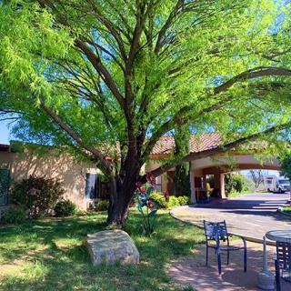 A lush green tree provides shade over outdoor seating near a building.