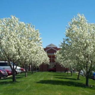 A row of blossoming trees lines a grassy pathway leading to a building under a clear blue sky.