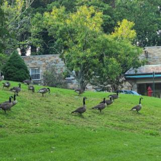 A group of geese grazing on a lush green lawn, surrounded by trees.