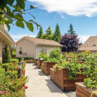 A suburban garden with raised vegetable beds on a sunny day.