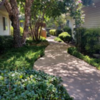 A serene garden path surrounded by lush greenery and dappled sunlight.