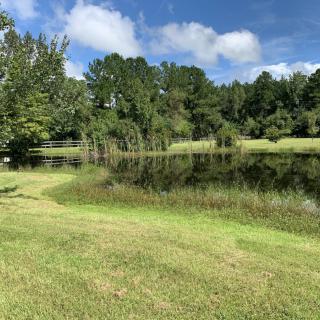 Serene pond surrounded by lush greenery under a clear blue sky.