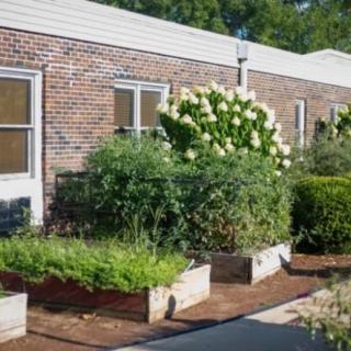 Raised garden beds filled with lush plants and flowers against a brick building.