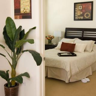 A cozy bedroom with a neatly made bed, decorative pillows, and a potted plant.