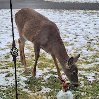 A deer grazing on grass in a snowy landscape.