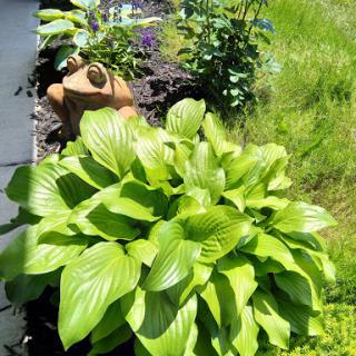 A lush hosta plant thriving in a vibrant garden setting.