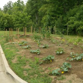 A community garden with young vegetable plants and small trees in a park setting.