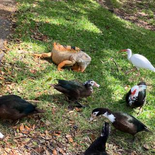 A scene featuring various birds and a turtle enjoying the outdoors.