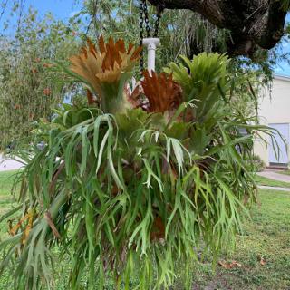 A lush hanging plant displaying vibrant foliage, adding a touch of nature to the outdoor setting.