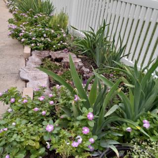 A neatly landscaped garden with a variety of plants and flowers alongside a fence.