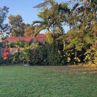 A lush garden with various trees and plants, basking in the warm sunlight near a house.
