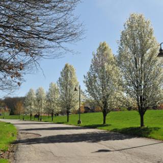 A serene park pathway lined with blossoming trees during spring.