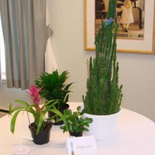 A variety of indoor plants displayed on a table.