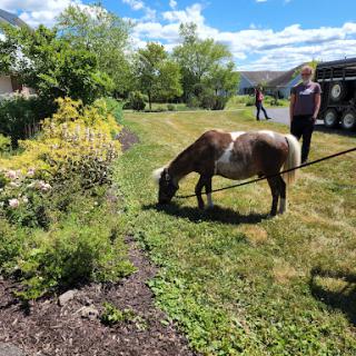 A small horse grazing on the lush grass in a sunny outdoor setting.