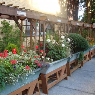 A beautiful outdoor garden scene with vibrant flowers in planters under a trellis.