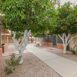 A serene pathway lined with lush trees, leading through a well-maintained residential garden.