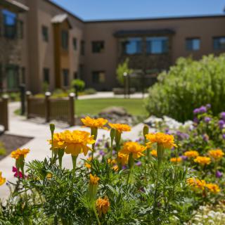 A sunny garden with vibrant yellow flowers in front of a modern building.