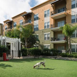 A dog plays on the lawn in front of a modern apartment building.