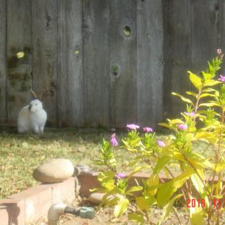 A cat sits in a garden near a fence, surrounded by flowers and plants.