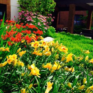 A vibrant garden with colorful flowers in full bloom.