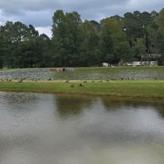 A serene landscape featuring a calm lake surrounded by lush trees and grass under a cloudy sky.