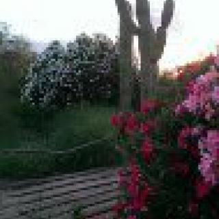 A tranquil garden scene with a towering cactus and colorful flowers at sunset.