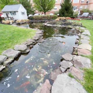 A serene garden pond with koi fish and surrounding stones.